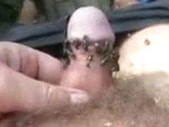 Green flies on dick cock