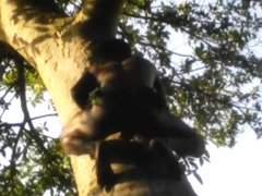 Tarzan boy sex in jungle wood