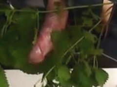Cock Nettle Torture to Cum