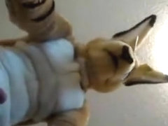 Fuzzyroo And the Glass Table