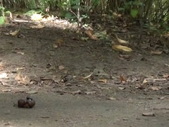 Anya snails walkover