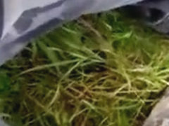 Public stroke in park with army panties