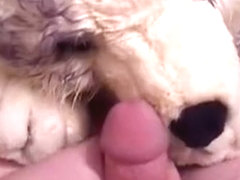 Large Huskie 03 - piddle cum