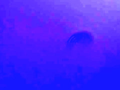 Demonio de Laplace AND Brenda