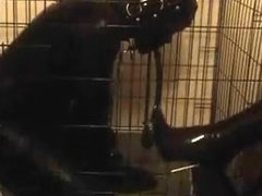 My Gimp